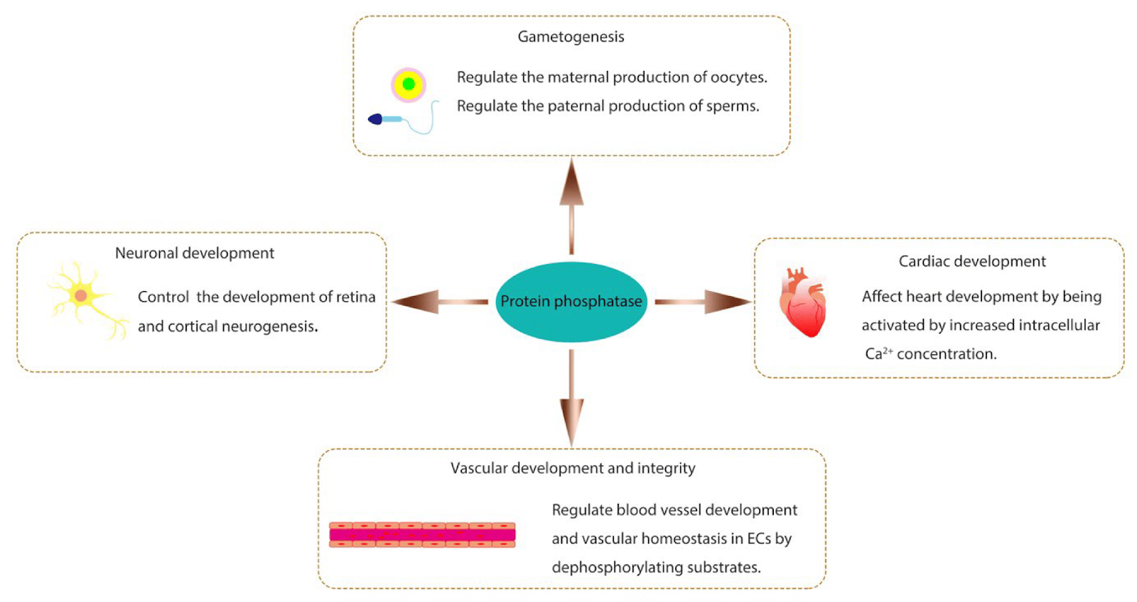 Protein Phosphatase Overview & Applications