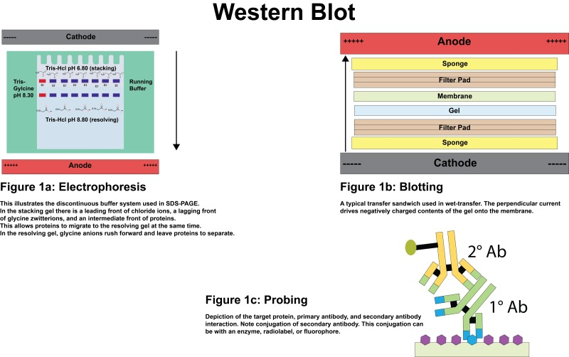 4 Western Blotting Techniques for Accurate Results