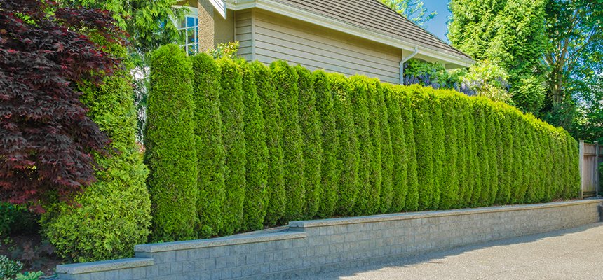 Enhance Privacy with These Tree Types
