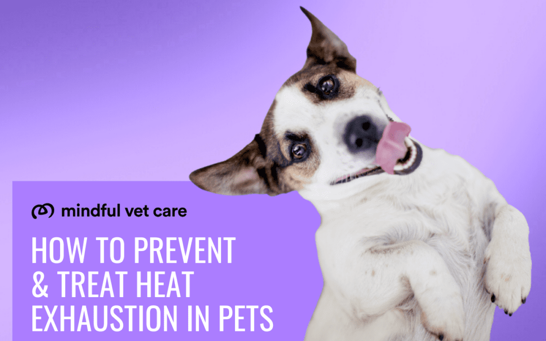 How to Prevent & Treat Heat Exhaustion in Pets