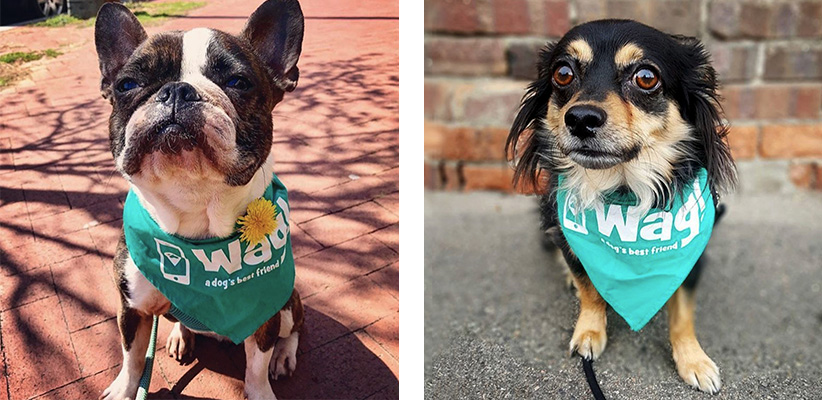 Cost Accountability Helps Wag Navigate the Challenges of COVID BILL