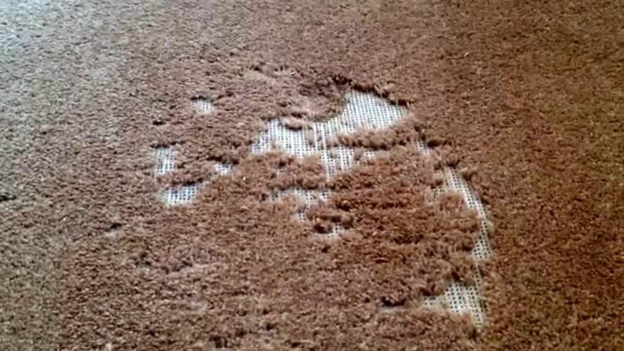 How to get rid of carpet moths: A step-by-step guide