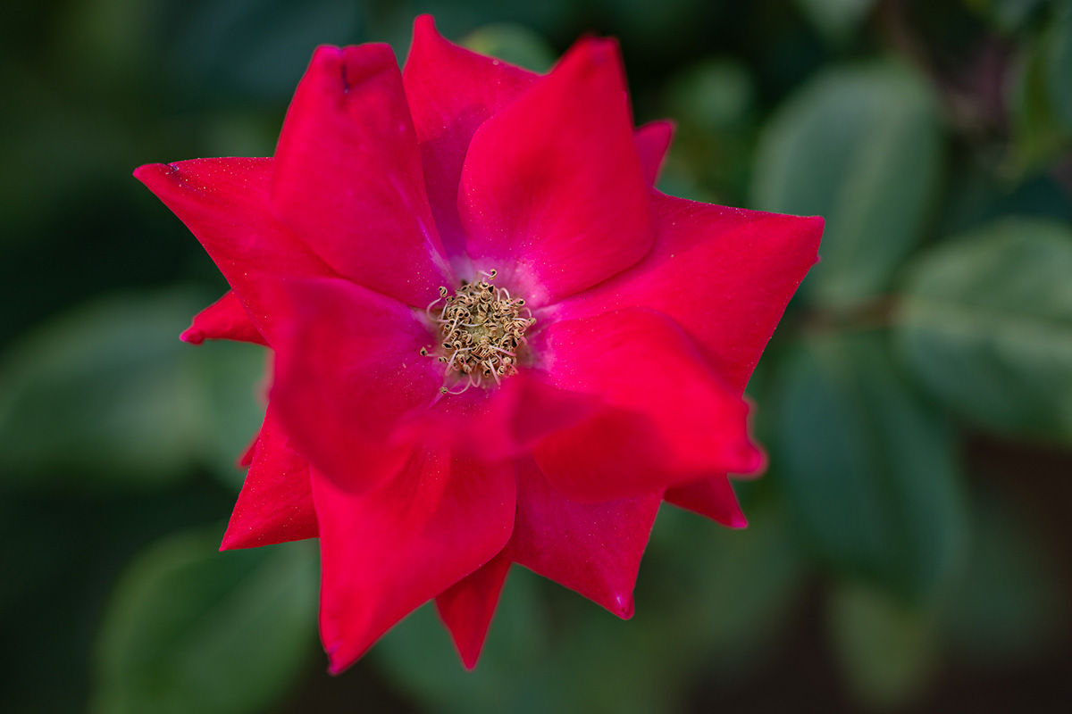 Garden Areas Moore Farms Botanical Garden