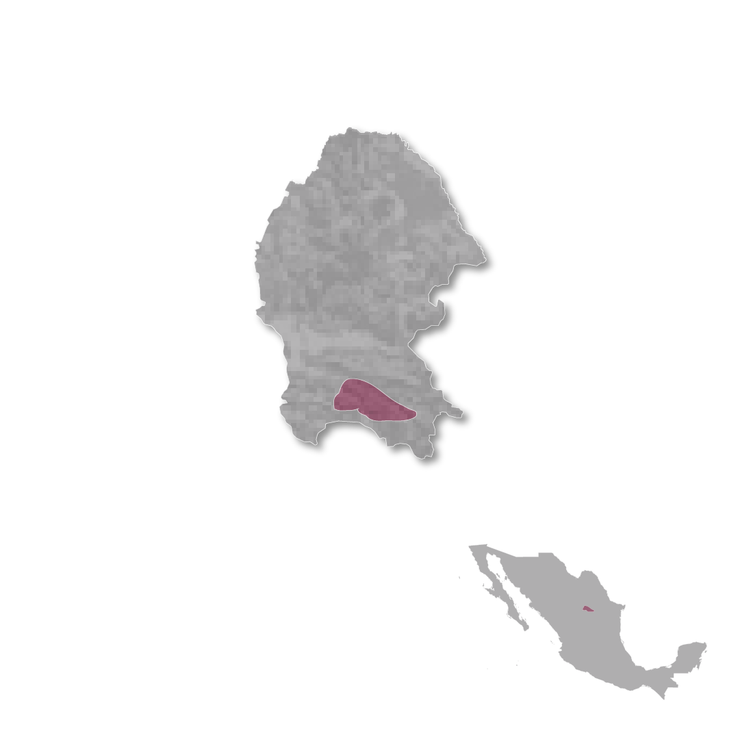 Discover the Valle de Parras wine region of Mexico