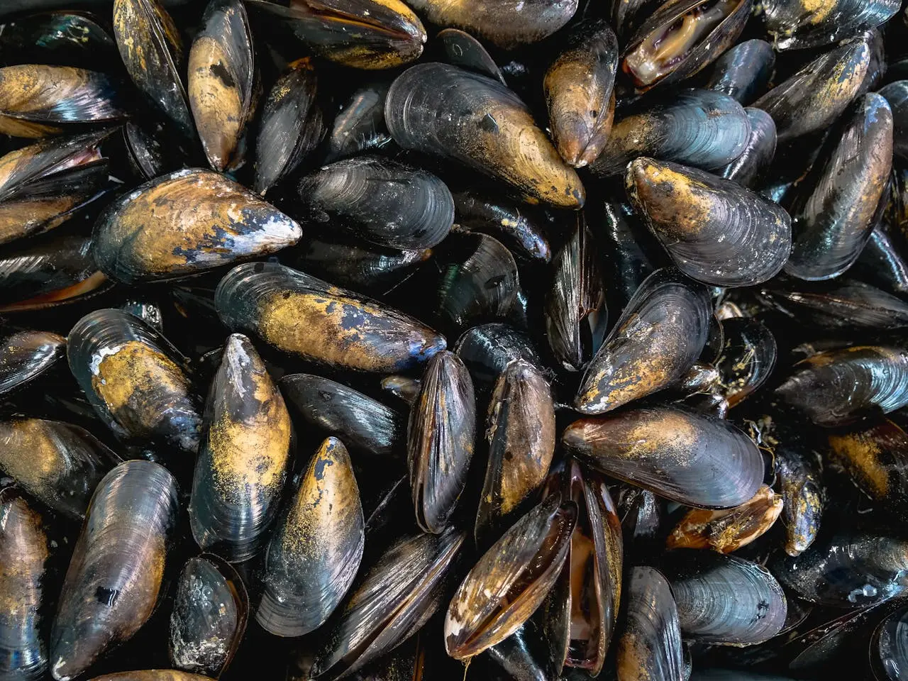 Mussels vs. Oysters Which One to Choose and Why Signos