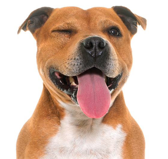 Group Classes Winsome Wags Dog Training Pittsburgh Dog Training