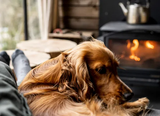 Nature holidays with your dog in a dog-friendly cabin