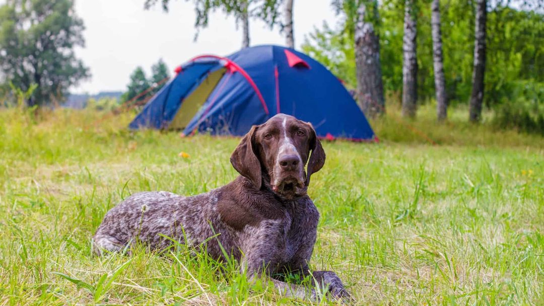 6 Best Camping Tents That Dogs Love!
