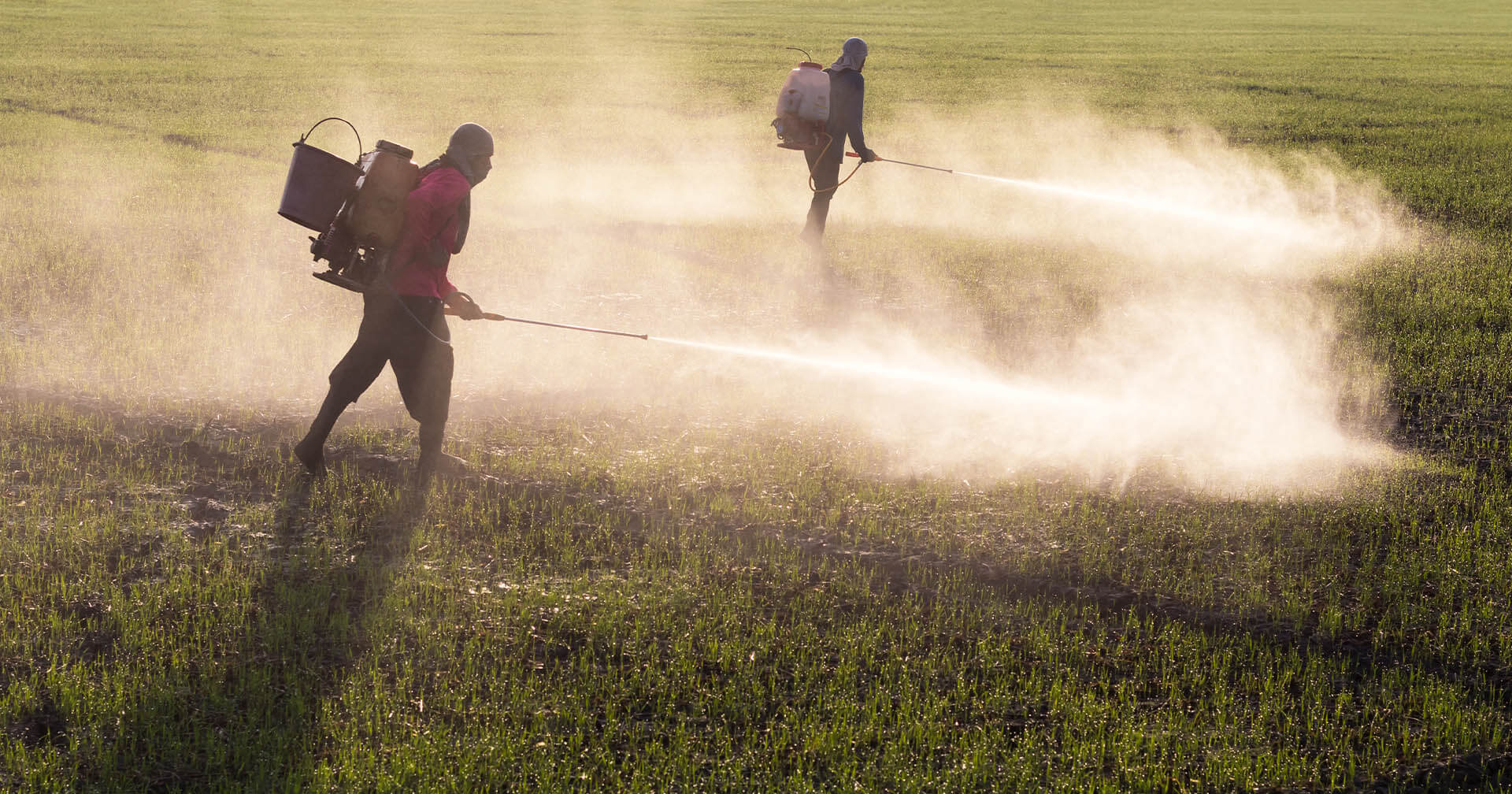 Roundup Class Action Lawsuit Roundup Lawsuit Settlement