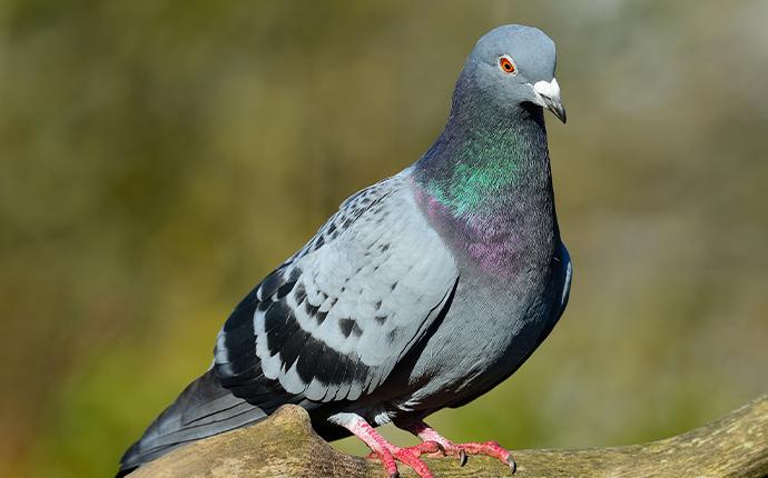 Pigeons | A Guide To Common Pest Identification In Las Vegas