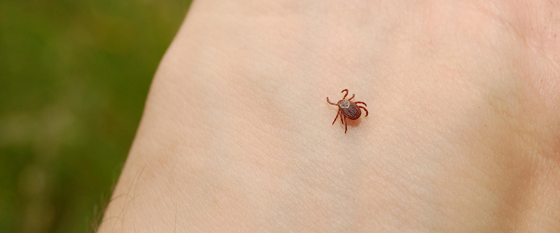 Ticks A Guide To Common Pest Identification In Las Vegas