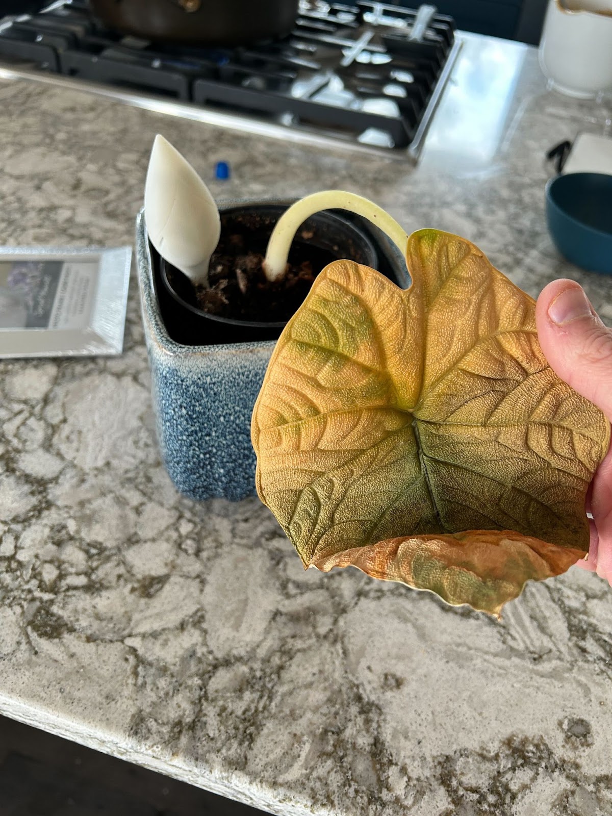 Is soft water killing your plants? Krado