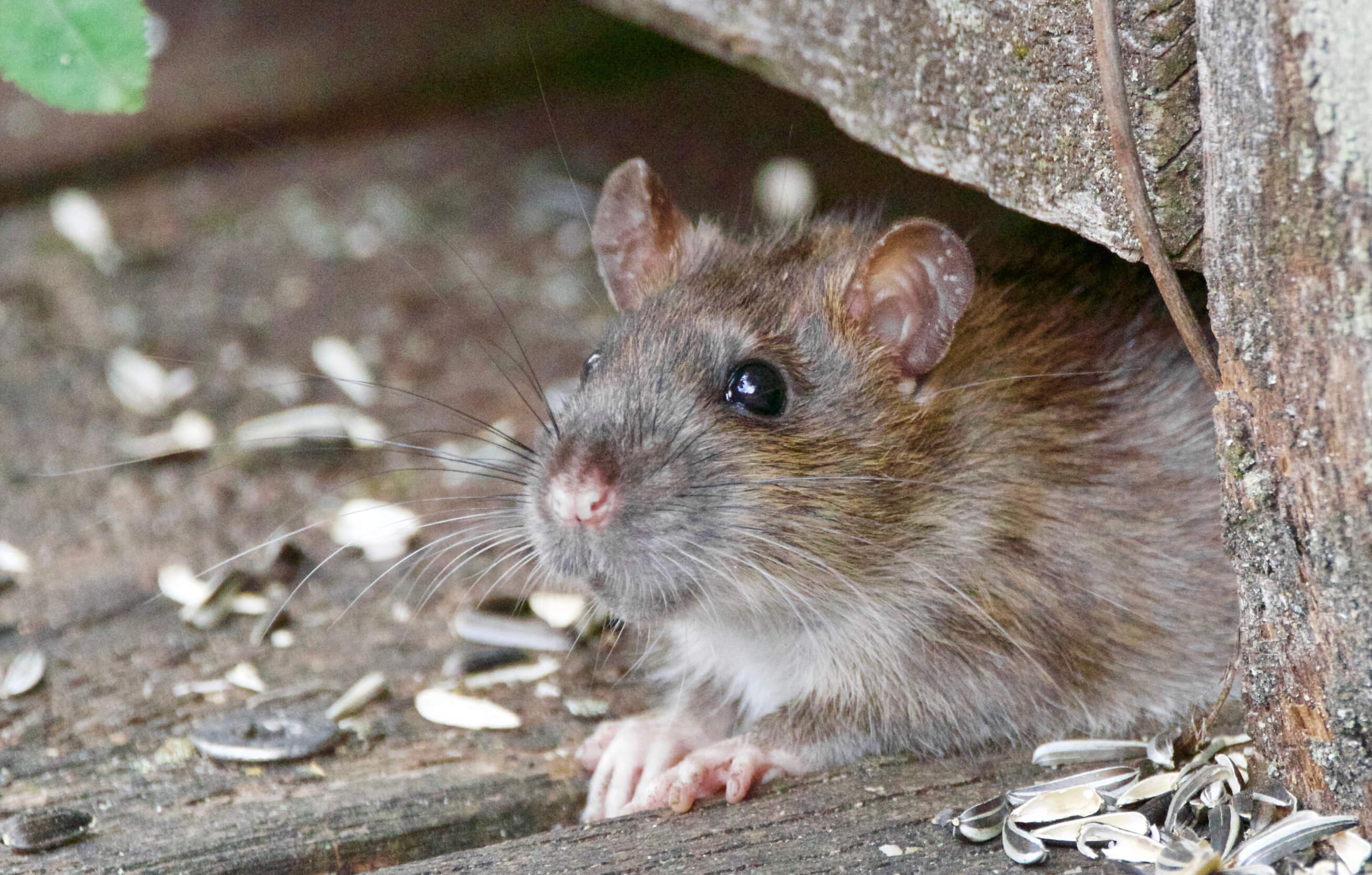 Informationen über Wanderratten und Hausratten