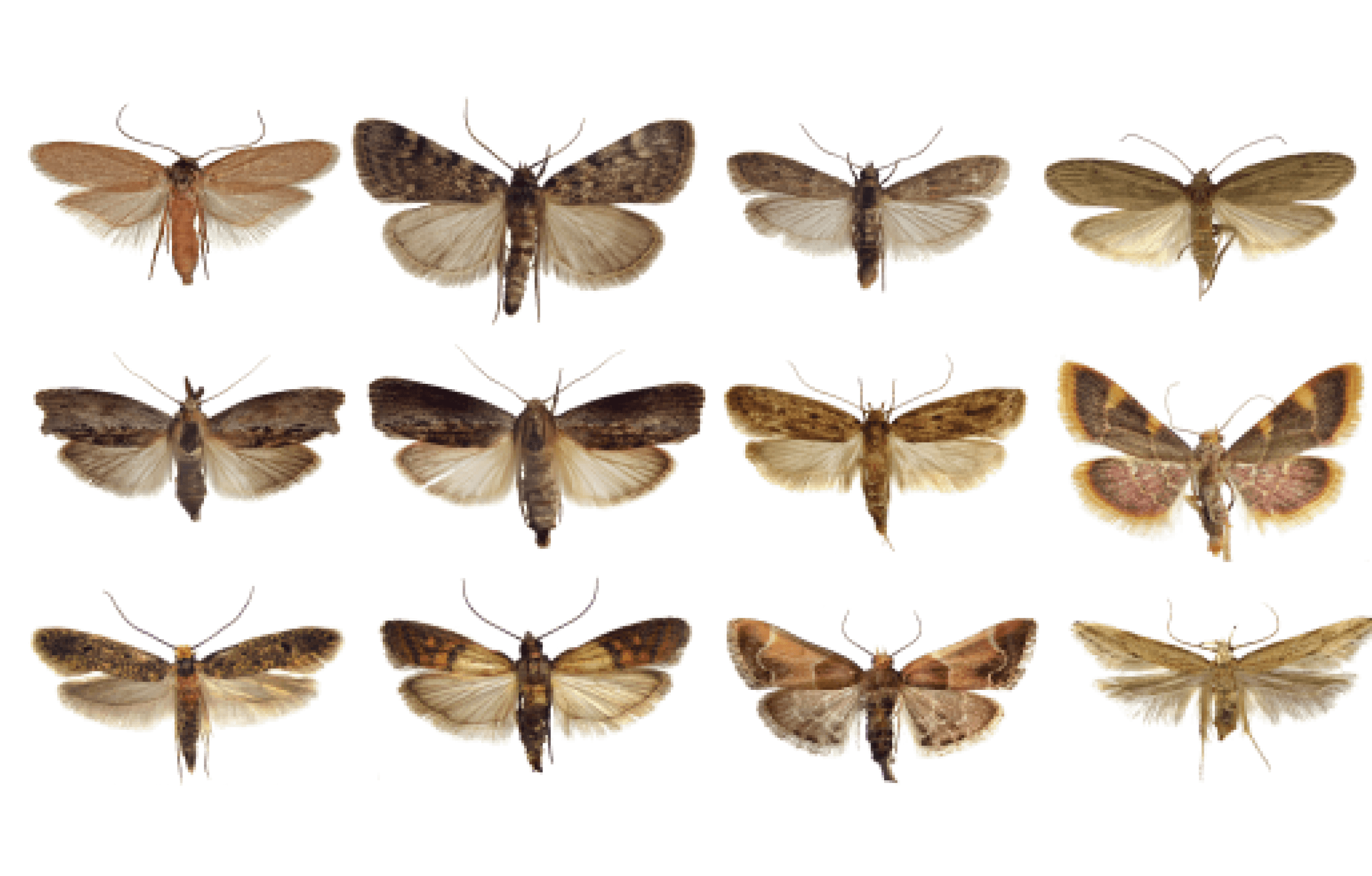 Wissenswertes über Motten als Schädlinge SchädlingsHero