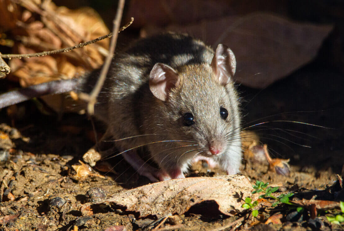 56+ Garten Ratte, In diesem artikel erfährst du, wo ratten im garten