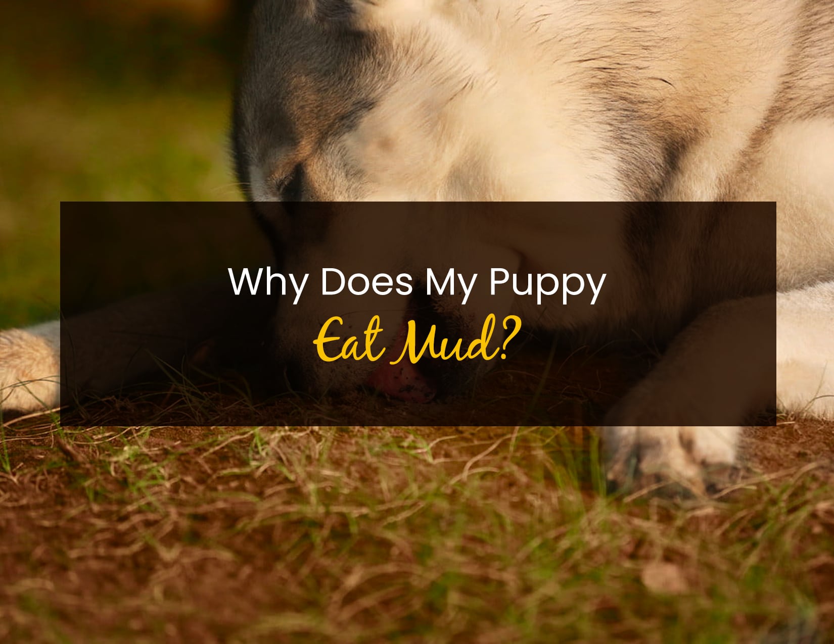 Why Does My Puppy Eat Mud? Should You Stop Them Little Pet Corner
