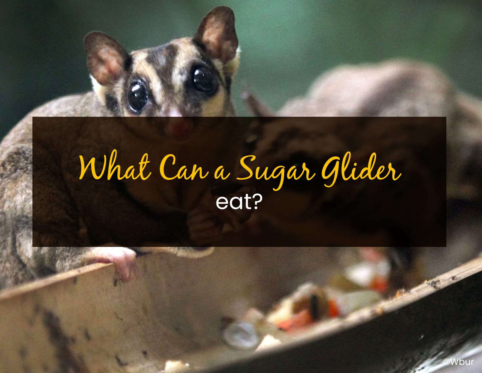 What Can A Sugar Glider Eat? Little Pet Corner