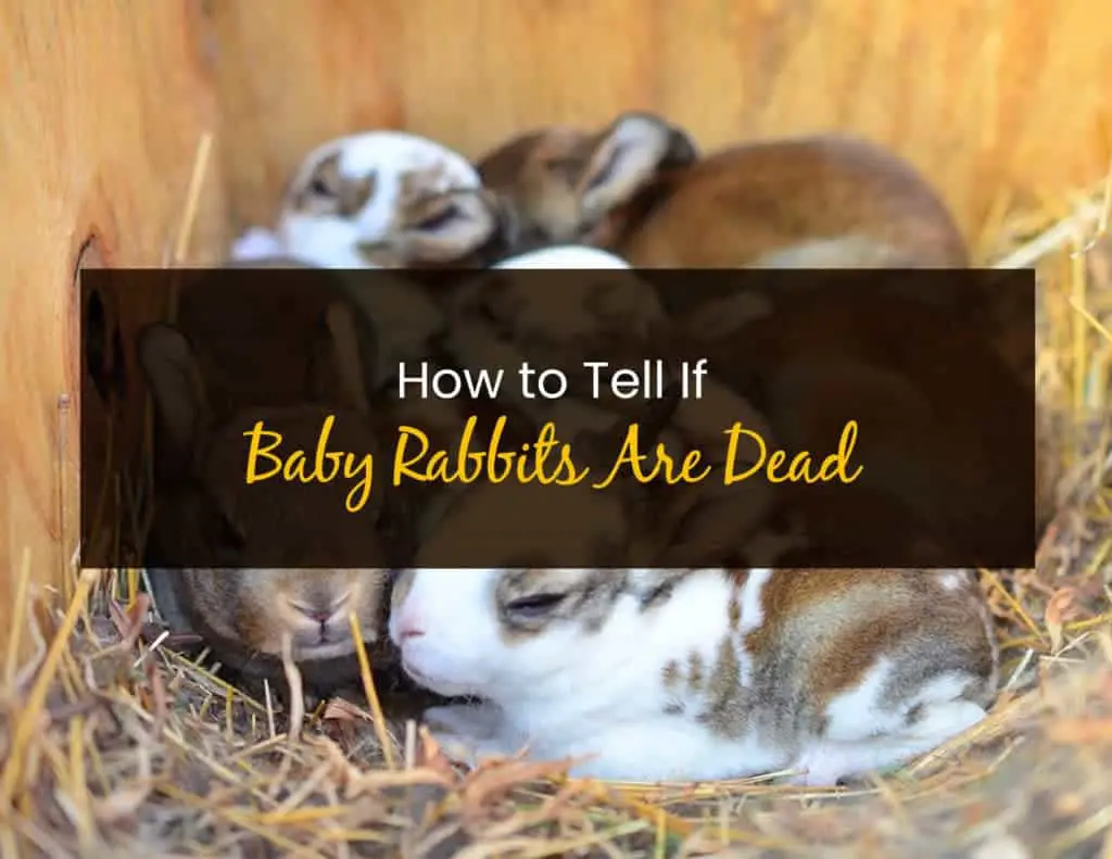 How to Tell If Baby Rabbits Are Dead Little Pet Corner