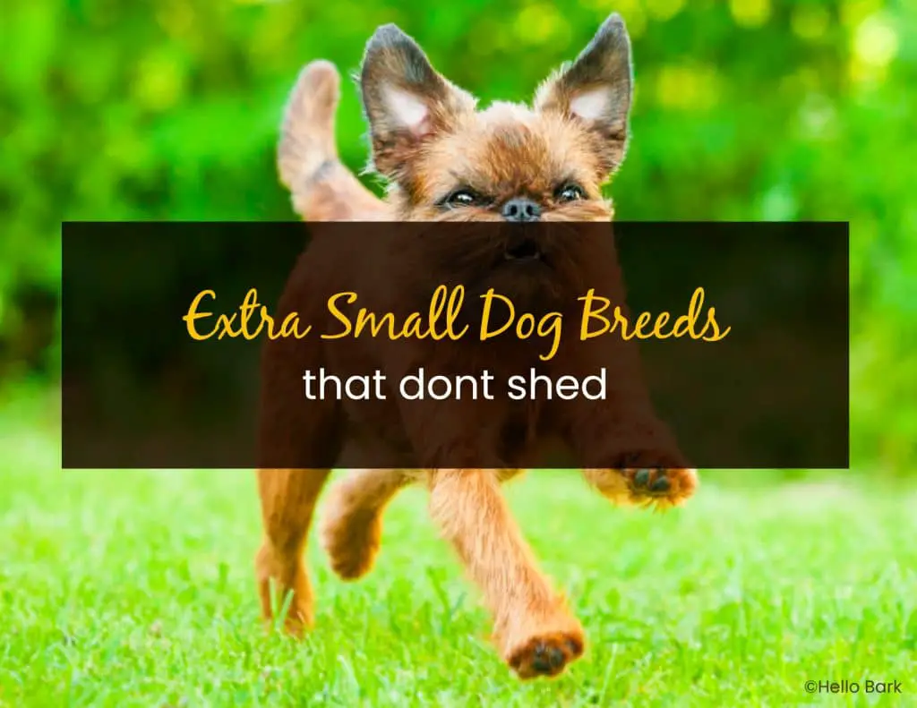 Extra Small Dog Breeds That Don't Shed Little Pet Corner