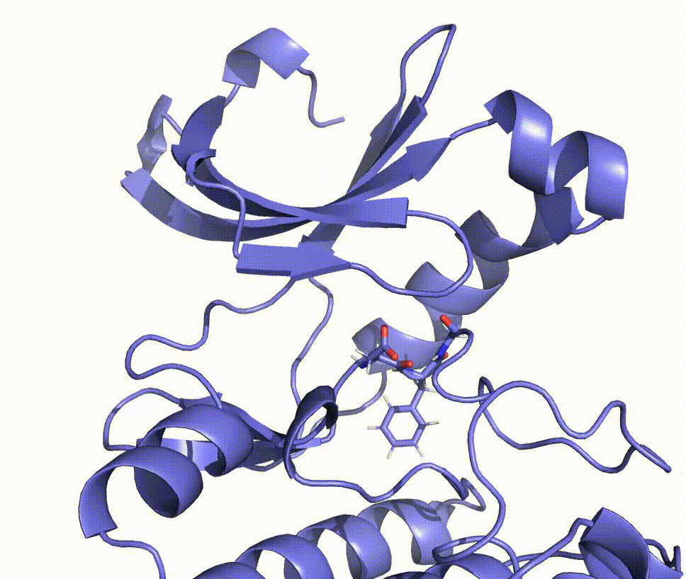 In Silico Conformational Assay