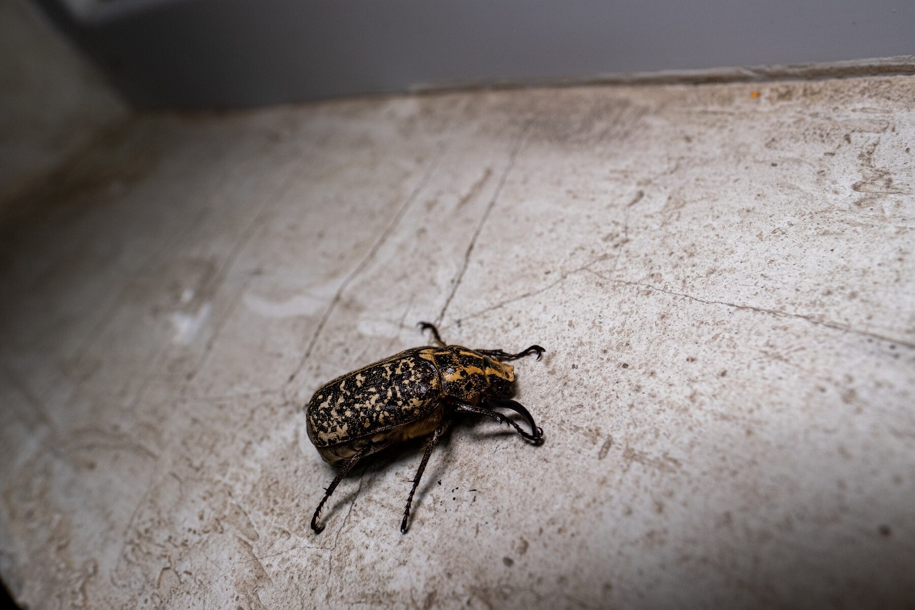 Carpet Beetle Infestation: Prevention and Removal