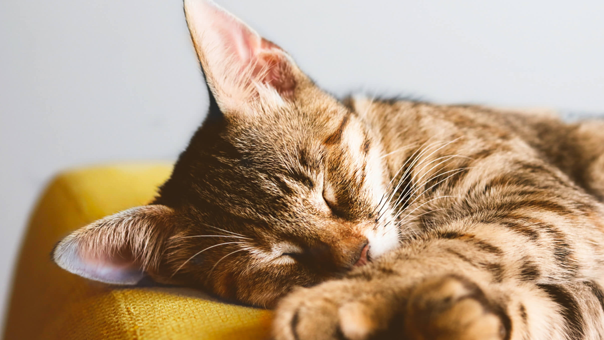 Endoscopy for Dogs Understanding the Procedure and Its Benefits Pet