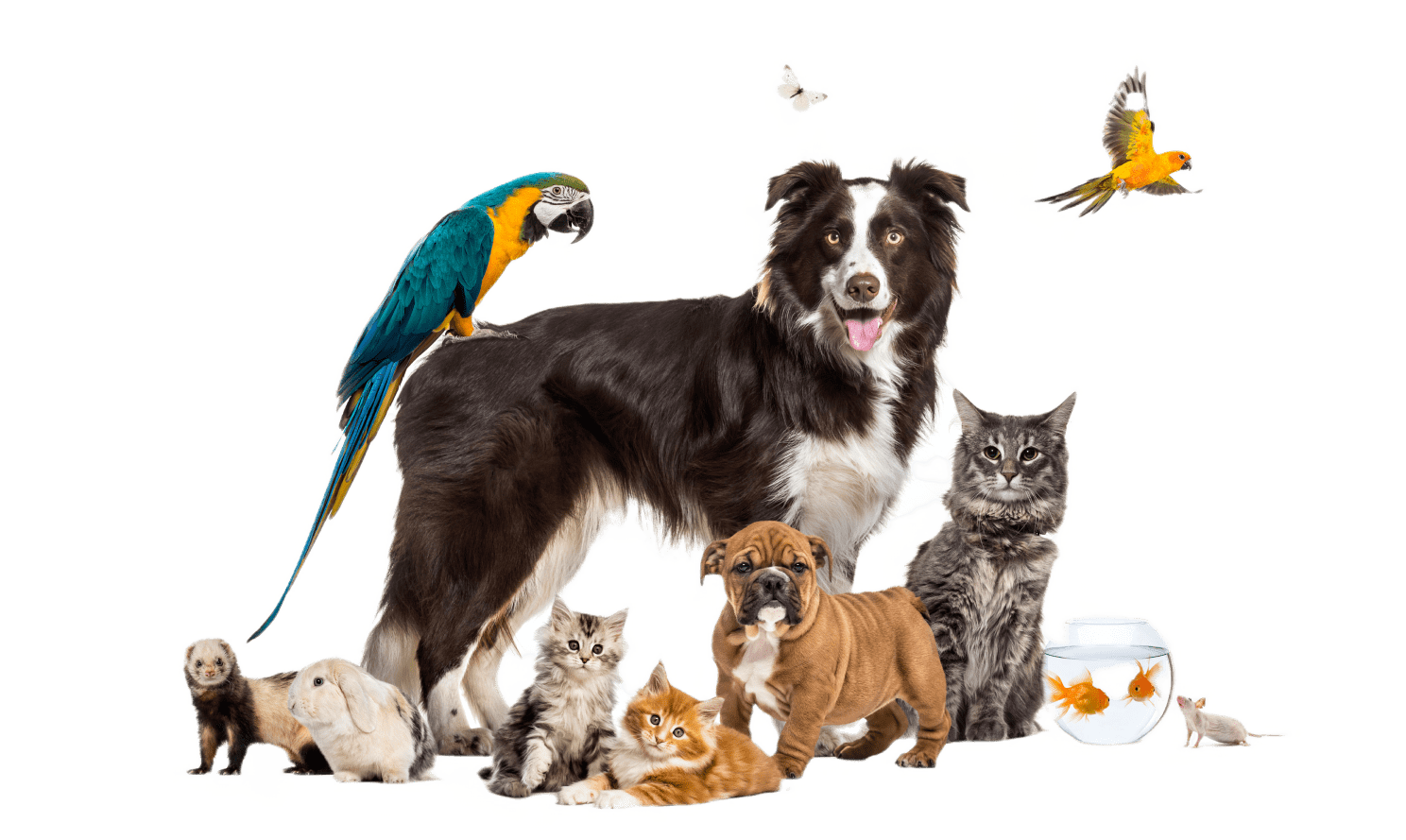 Group of pets posing around a border collie; dog, cat, ferret, rabbit, bird, fish, rodent