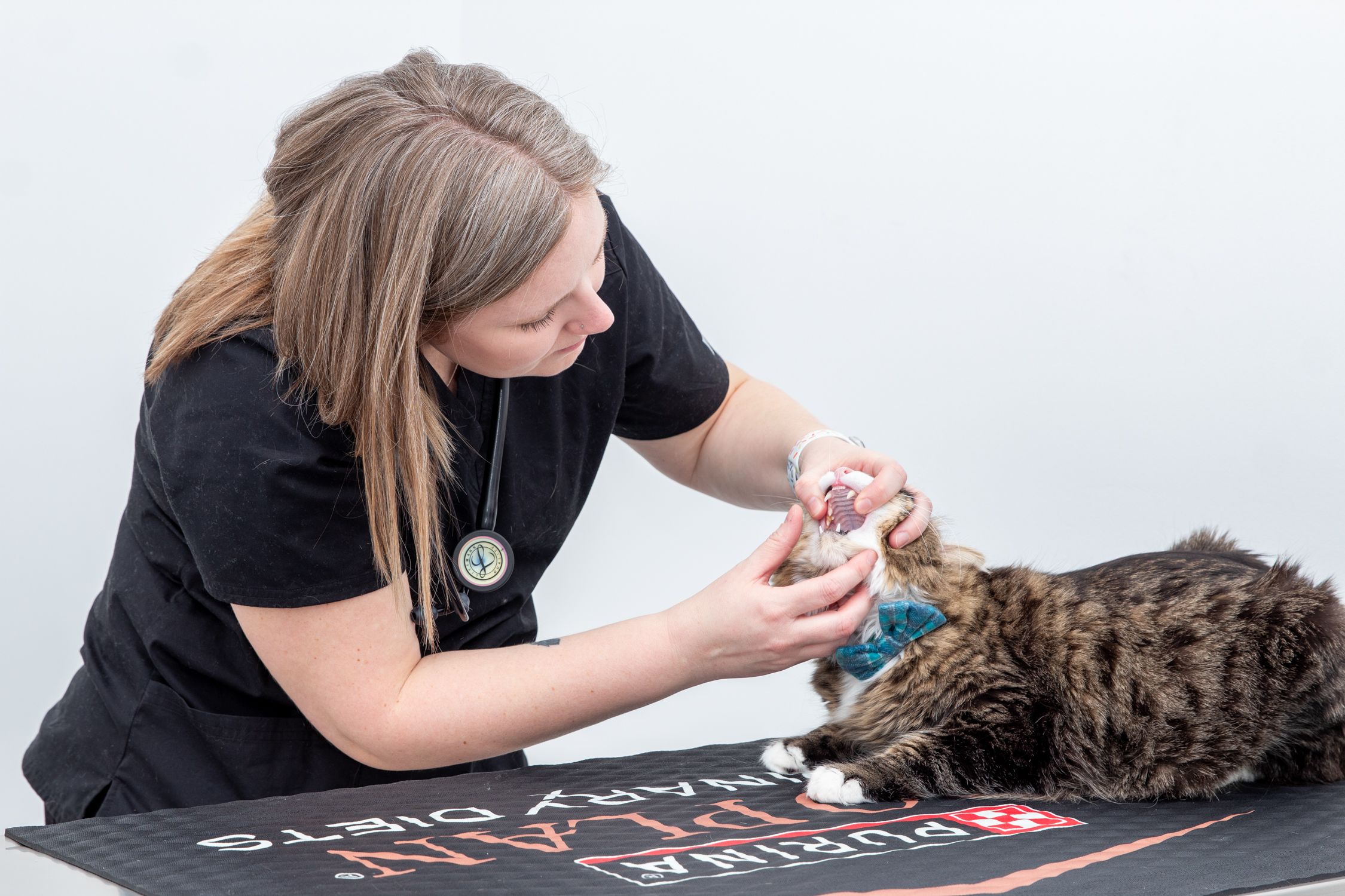 Dog & Cat Dental Cleanings In Highland Park, IL Pets4Life Animal Hospital