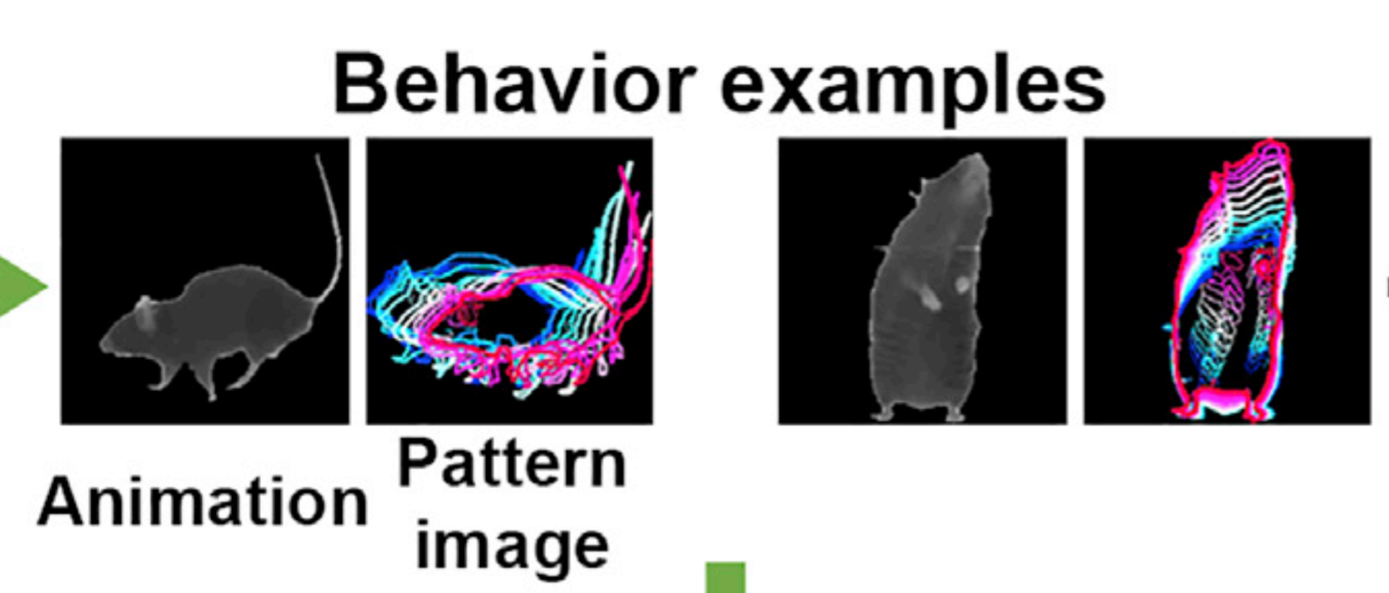 Research with AI: Animal Detection Using Machine Learning
