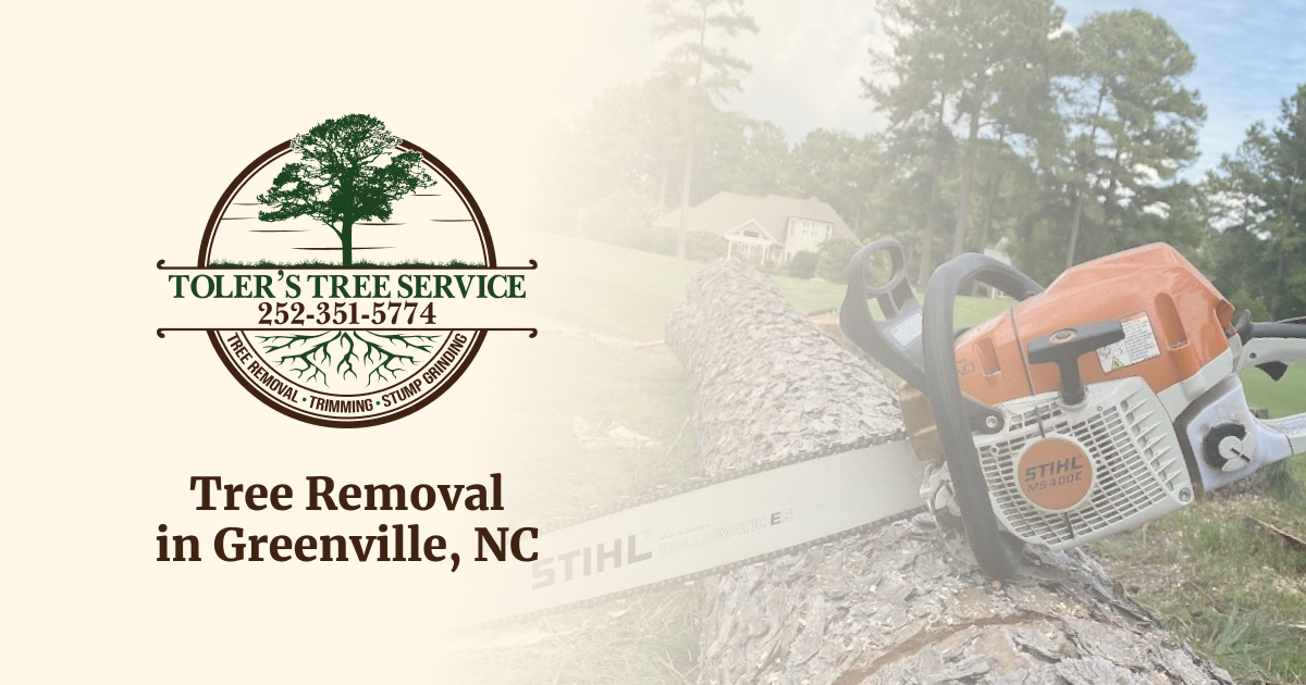 Tree Removal from Tree Service Greenville Professionals