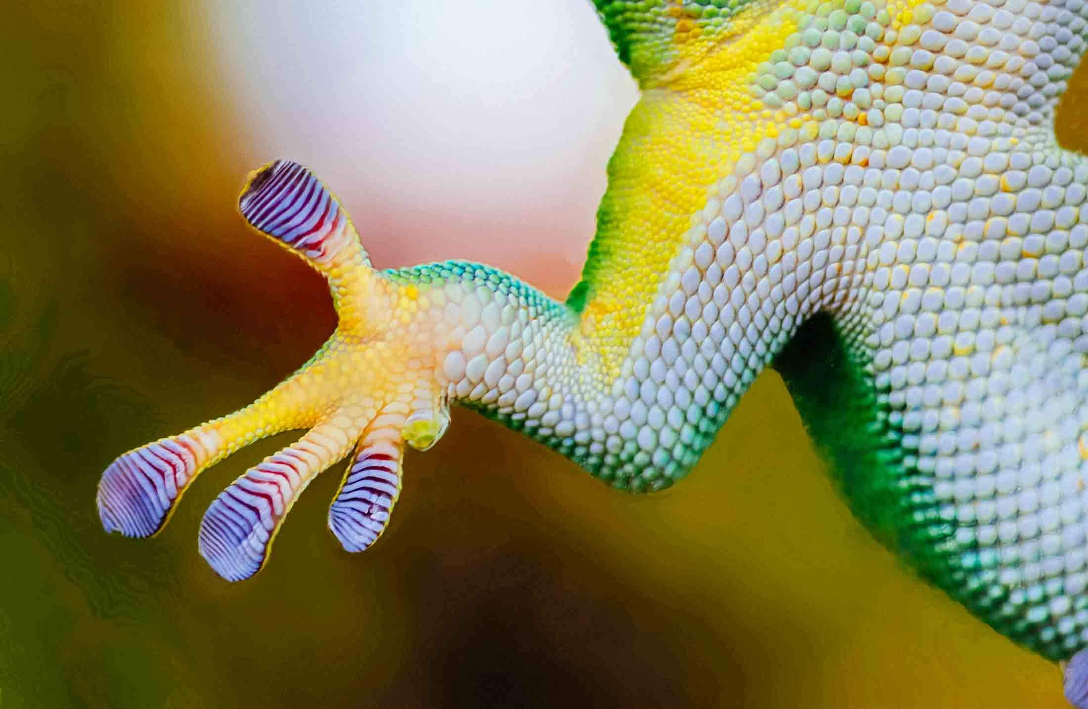 geckos-in-thailand-how-do-geckos-walk-on-walls