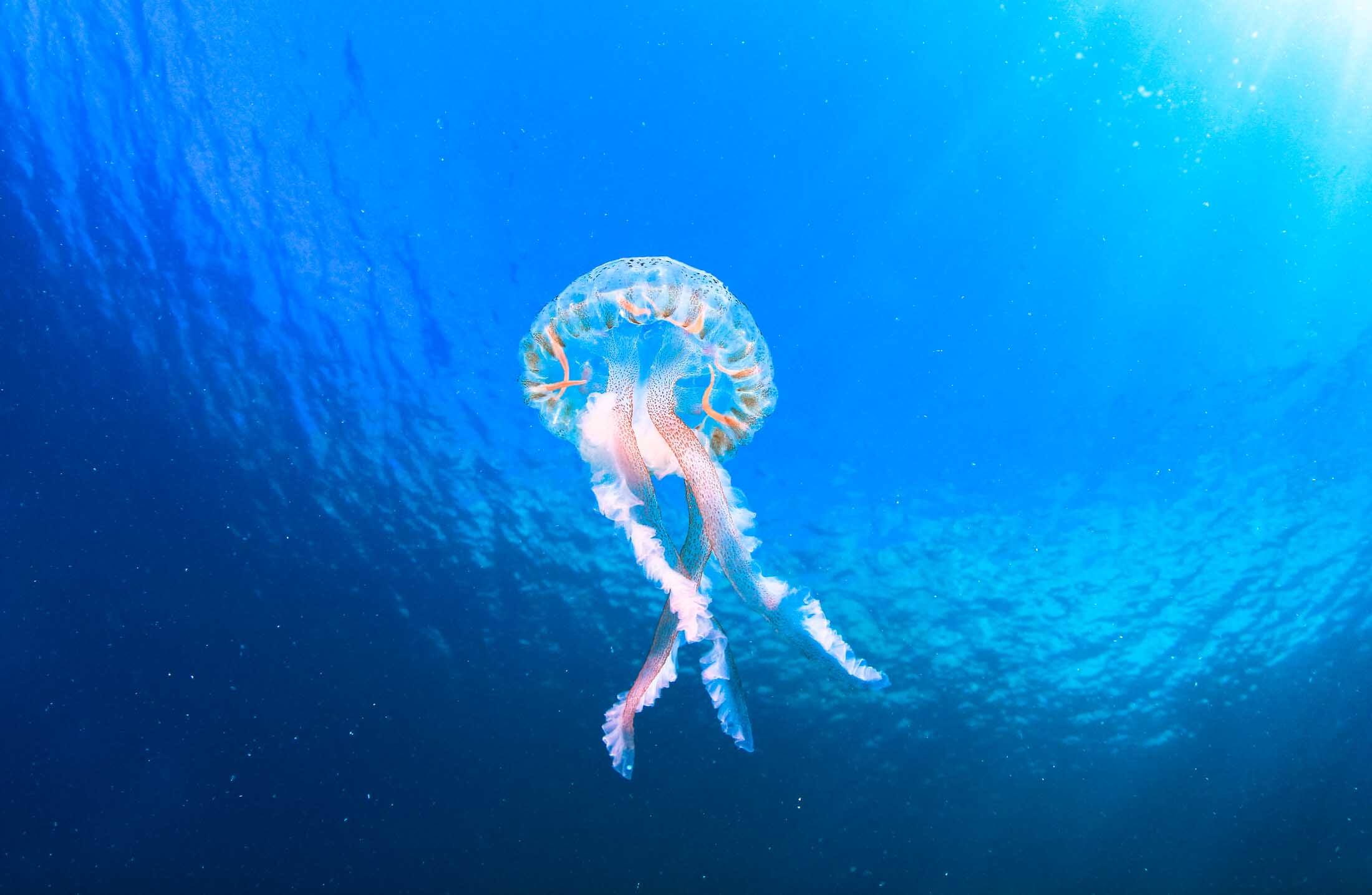 Jellyfish Petting Zoo, Koh Samui Thailand (New This April 1st)