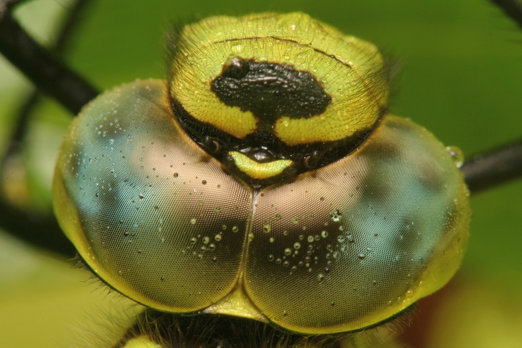 Eyes of a dragonfly. Courtesy of Marco Hebing. CCO