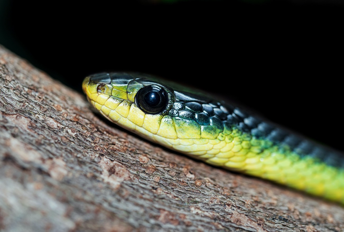 Writing Kubernetes Operators With Python Spectro Cloud Writing Kubernetes Operators With Python Spectro Cloud