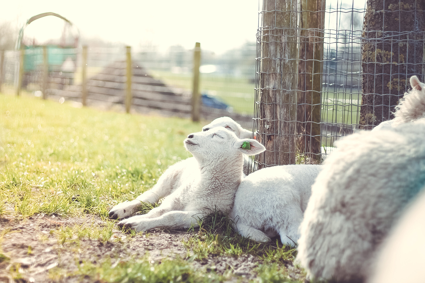 Why you should buy spring lamb in season