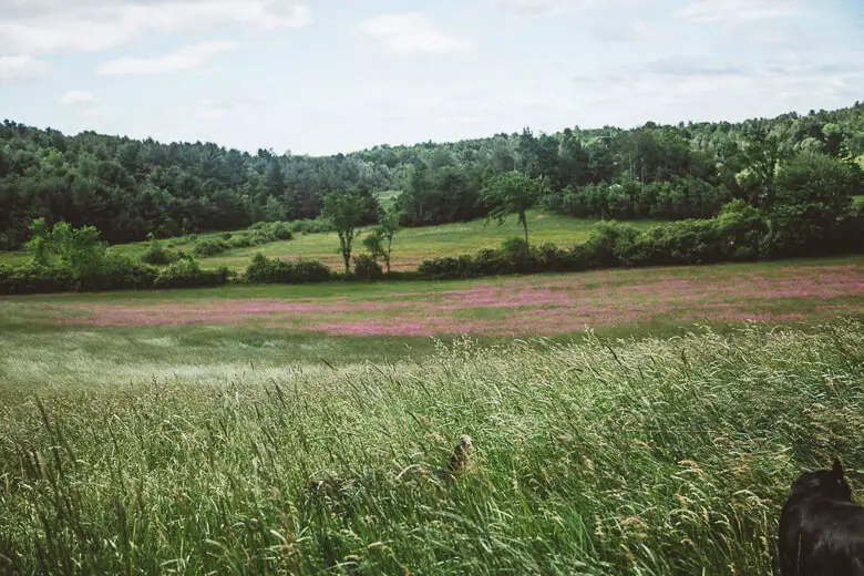 Russia’s Farmland Prices: What Investors, Farmers, and Policymakers Need to Know