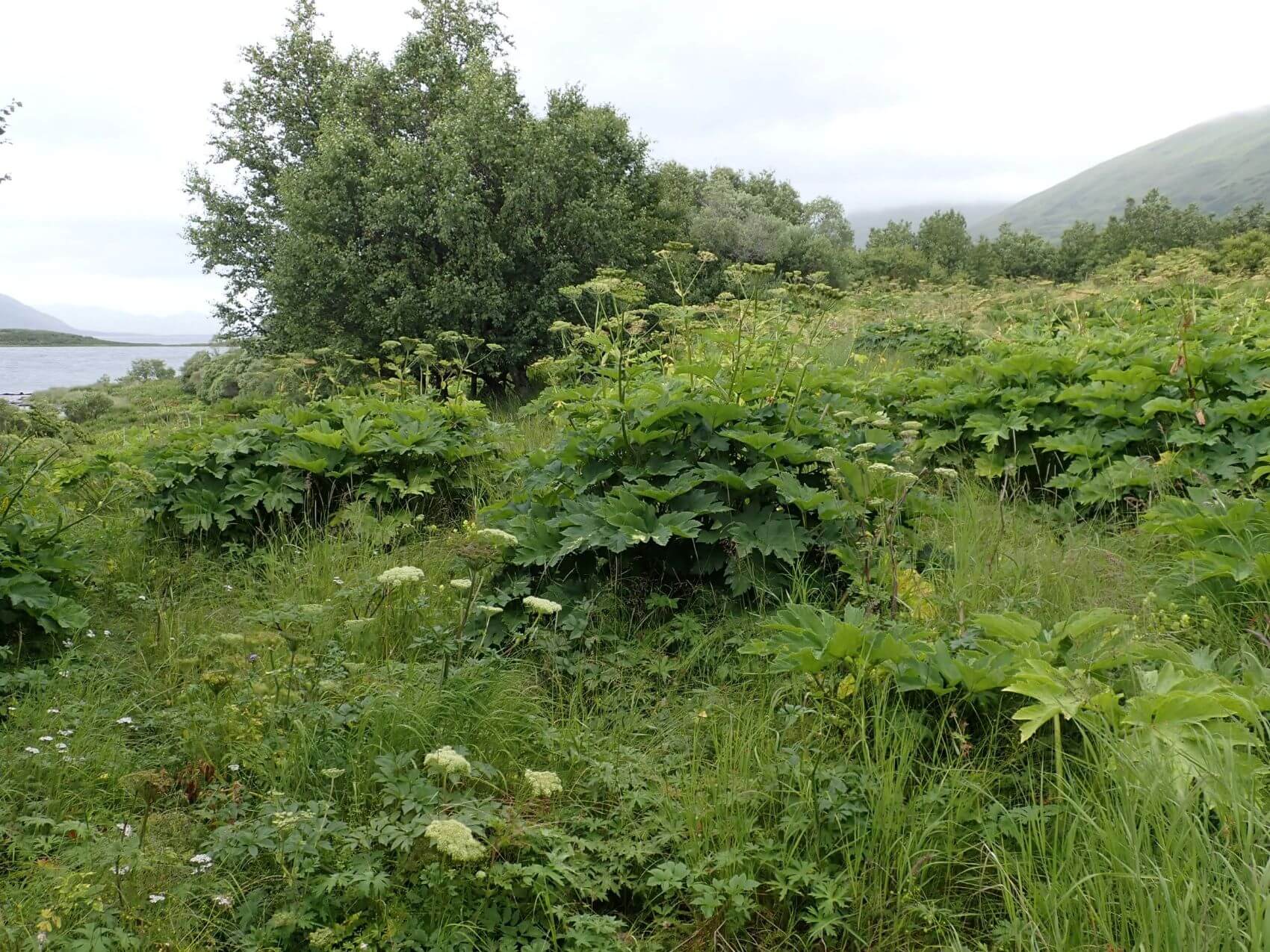 Invasive Species Program Kodiak Soil and Water Conservation District