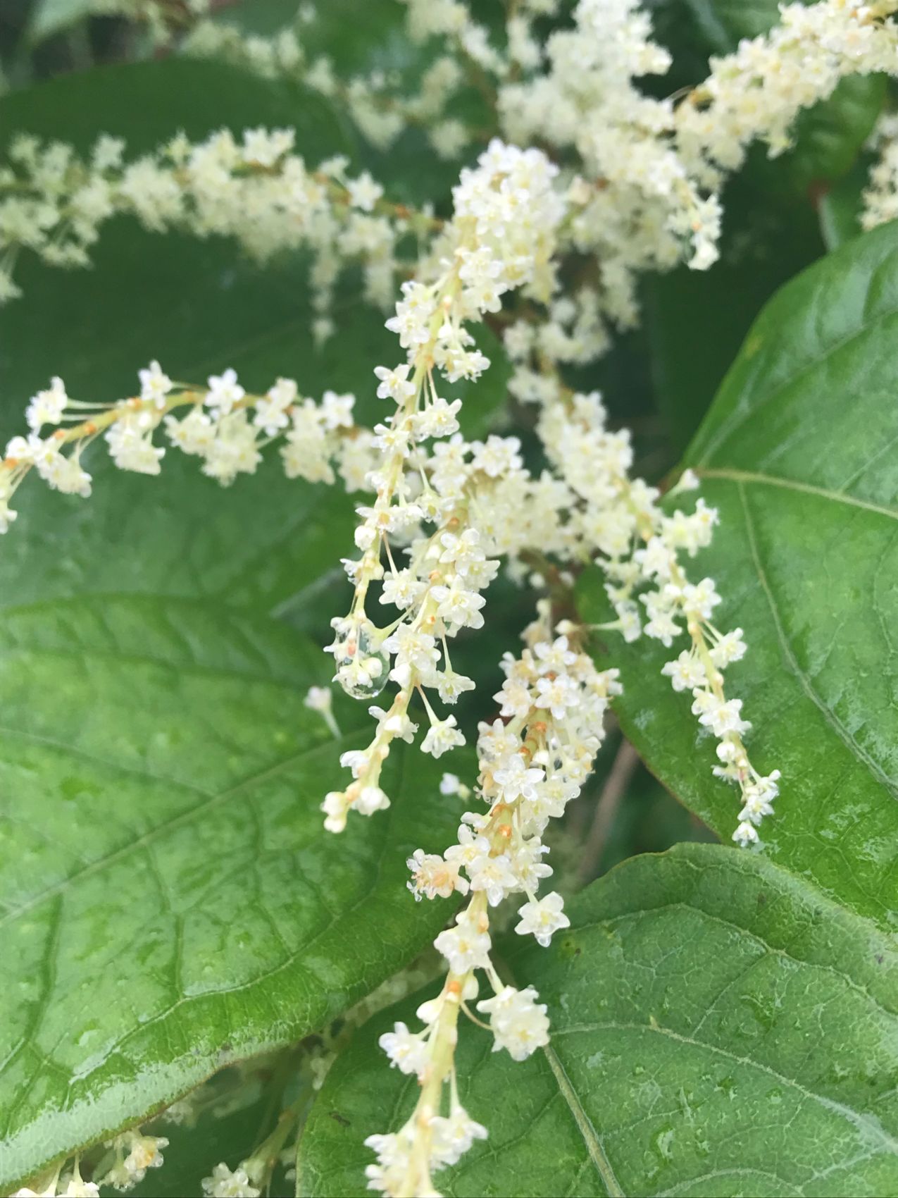 Invasive Species Program Kodiak Soil and Water Conservation District