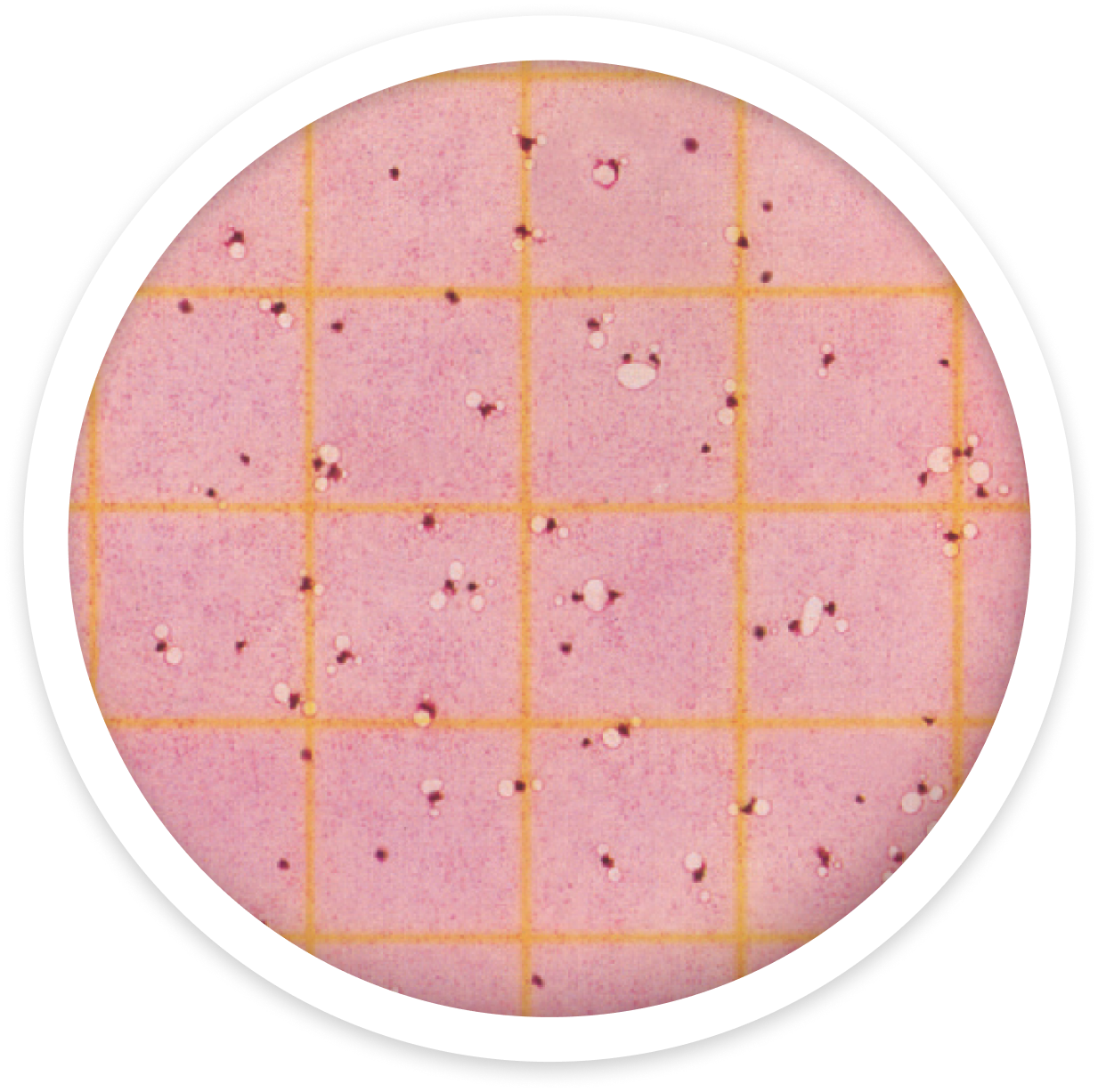 Analytical Test Library | Total Coliforms Test