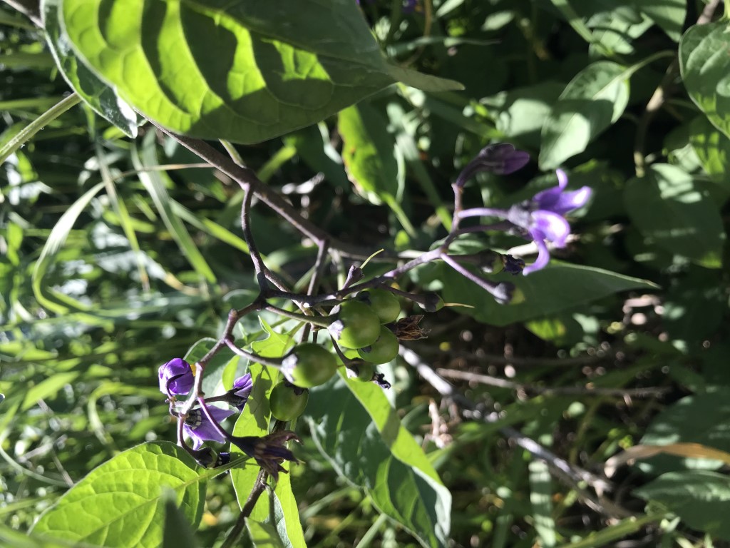 Bittersweet Nightshade Invasive Plant in Teton County, WY