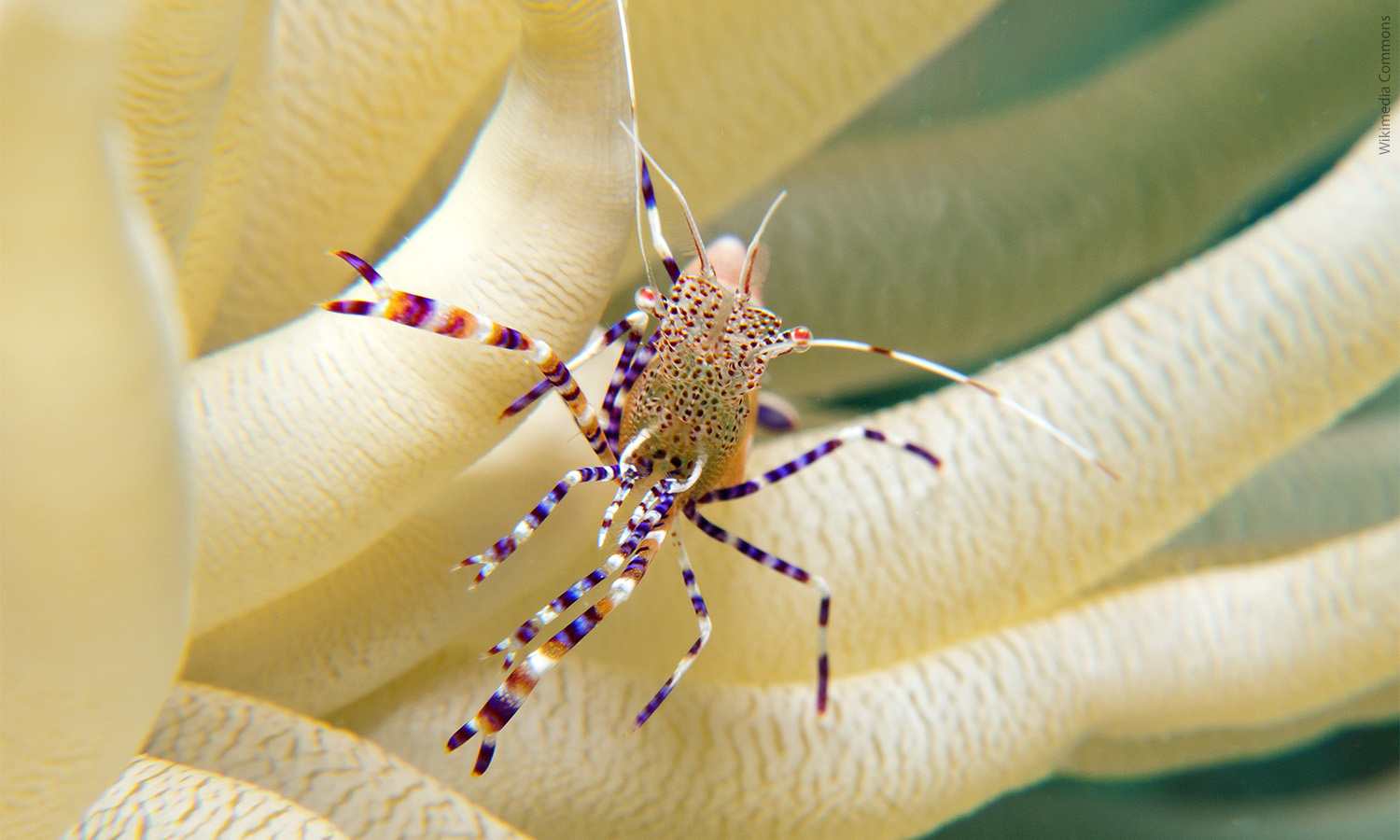 Spotted shrimp with an anemone by Ricardo Gonzalez