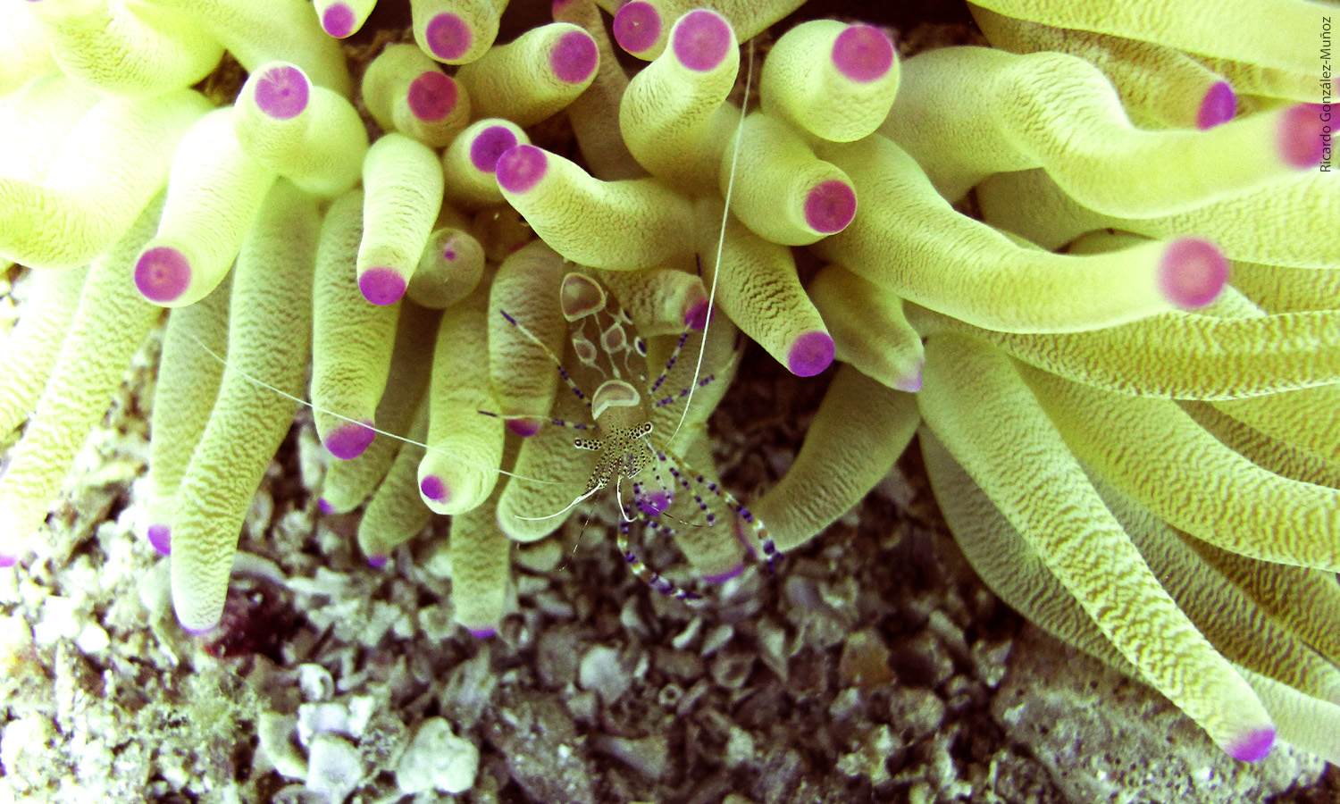 A Spotted Shrimp on a sea anemone by Ricardo González-Muñoz