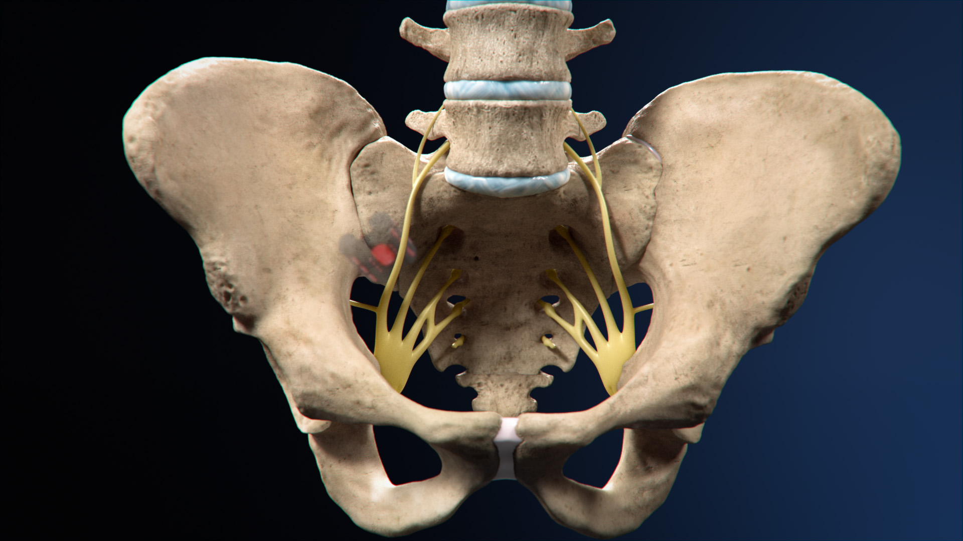 Anatomy of the Sacroiliac Joint medical illustration