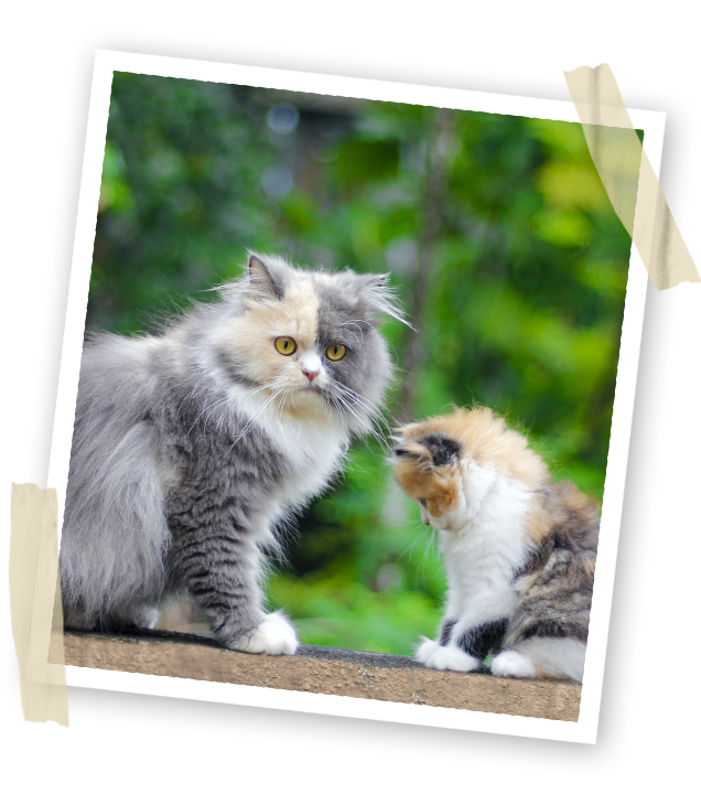 Excel Pet Food, Excel Baik Untuknya