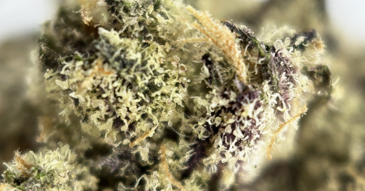Billo Midori Flower Strain Review