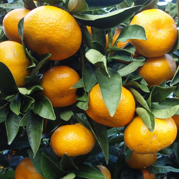 Tree Farm Trees for Sale in Fort Worth, TX