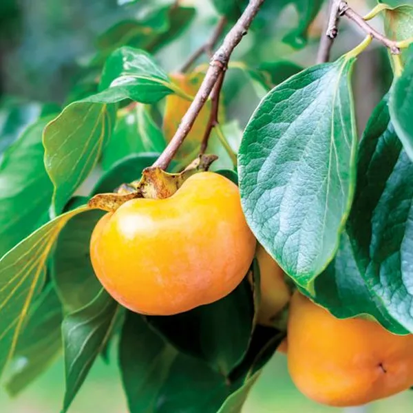 Tree Farm Trees for Sale in