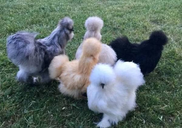 Silkie Chickens For Sale