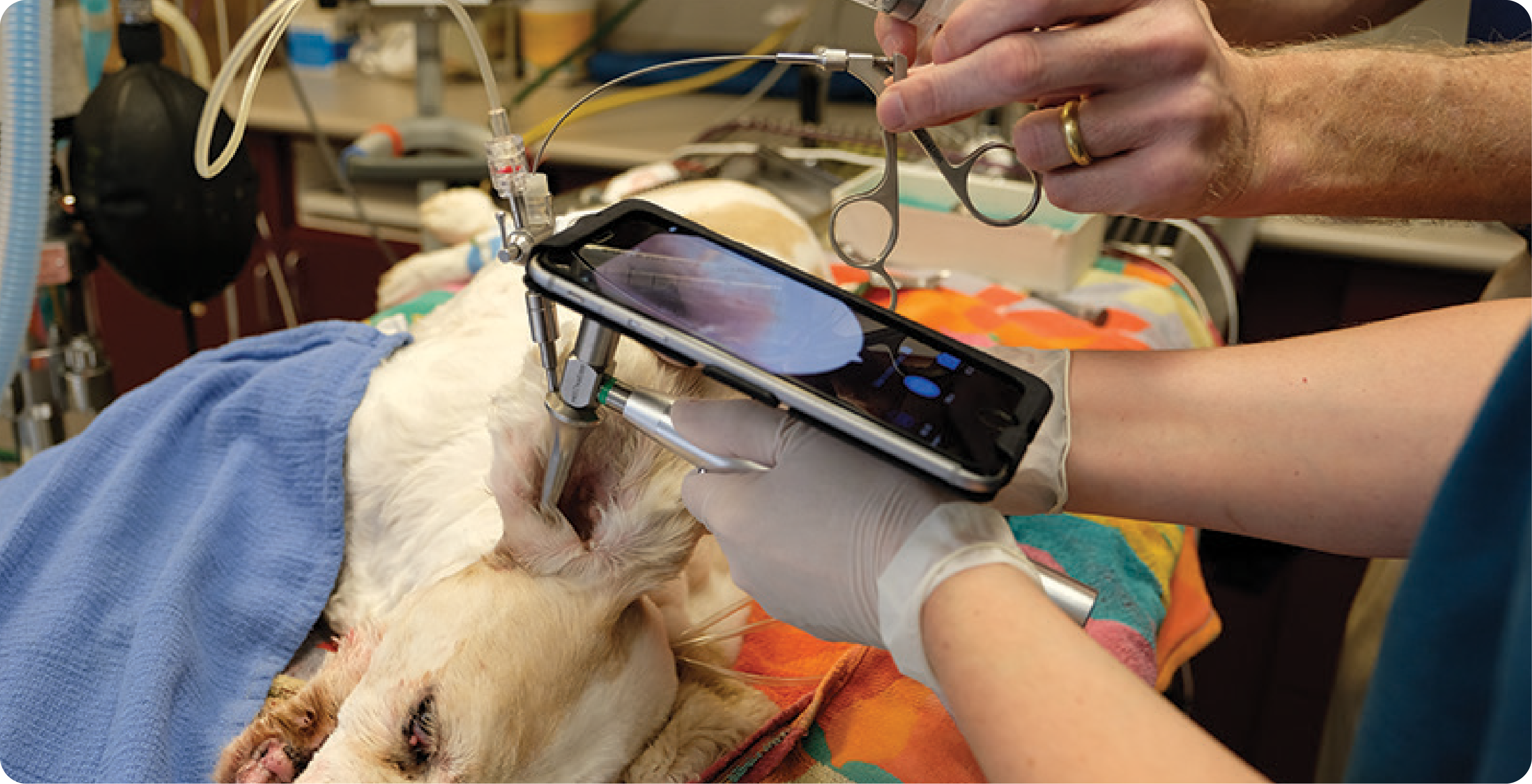 Noninvasive Laparoscopic Procedure North Oatlands Animal Hospital