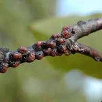 Tree Disease Control | Ann Arbor, Saline, MI | Guardian Tree